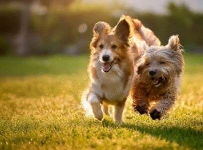 巨大ドックラン