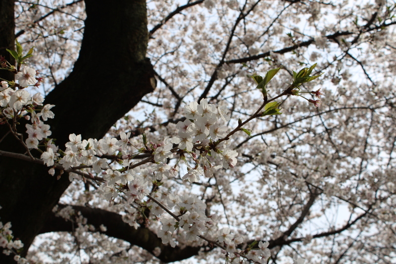 第3回 三芳さくらまつり with みよし芸術祭・春