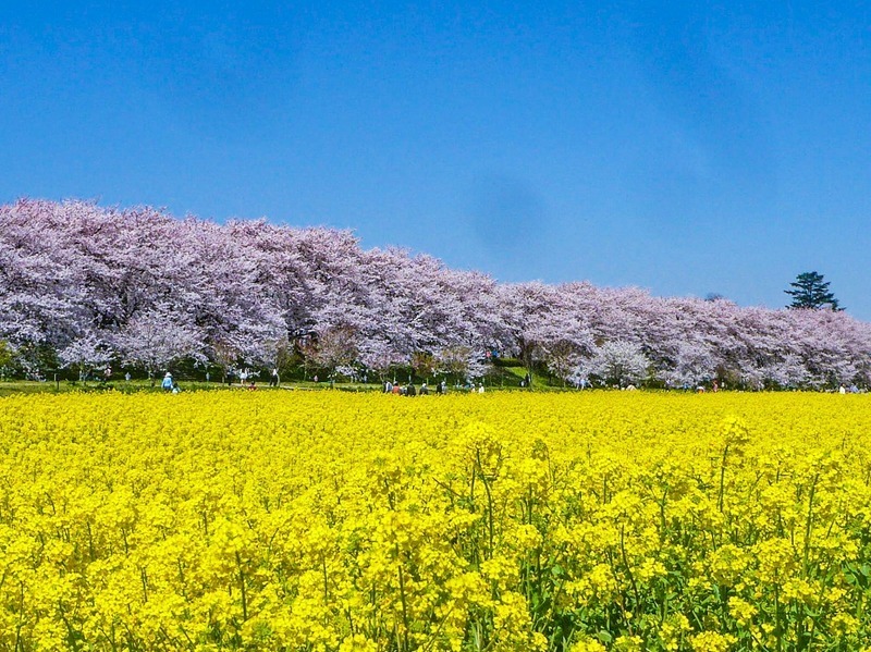 第93回 幸手桜まつり