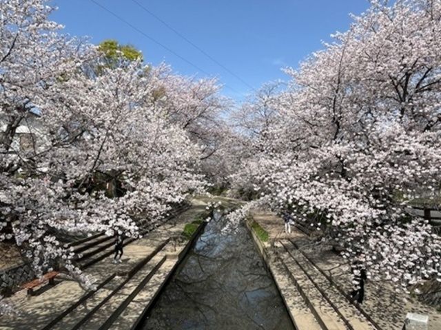 さくら祭り(吹上元荒川の桜)