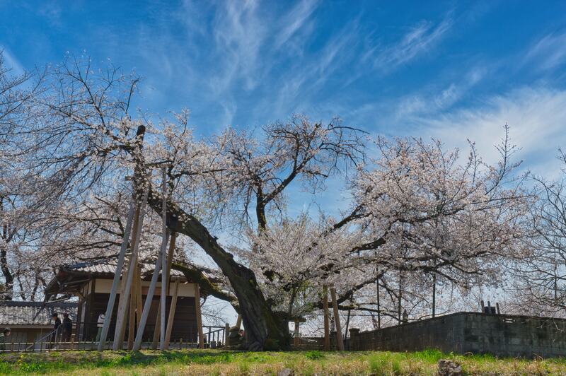東光寺 板石塔婆公開