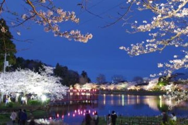 東金桜まつり(東金市 経済環境部 商工観光課 観光係)