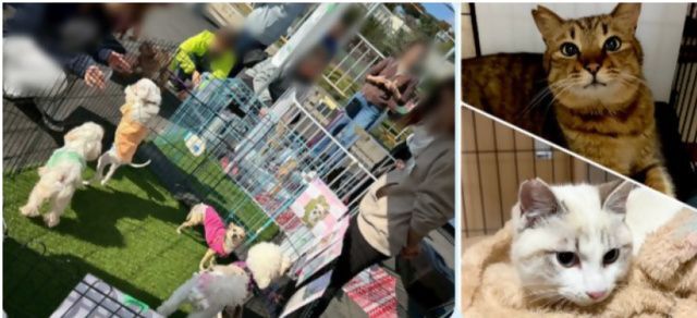 わんにゃんフェスティバル in 立川競輪場