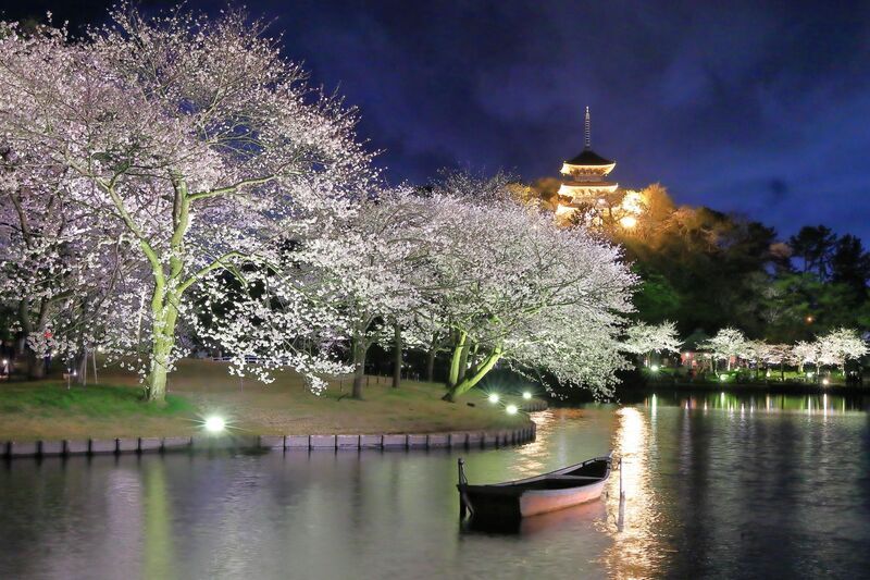 三溪園 桜ライトアップ│(C)三溪園