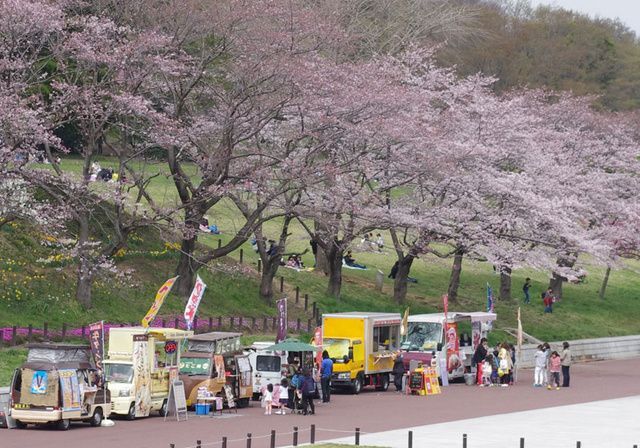 桜と羊のフェスティバル(過去開催時の様子。今回とは内容が異なる場合あり)