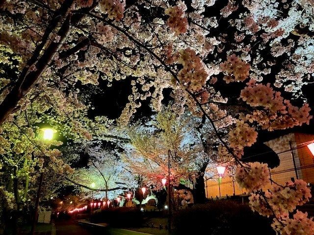 柴島浄水場桜並木通り抜け(会場内ライトアップの様子)