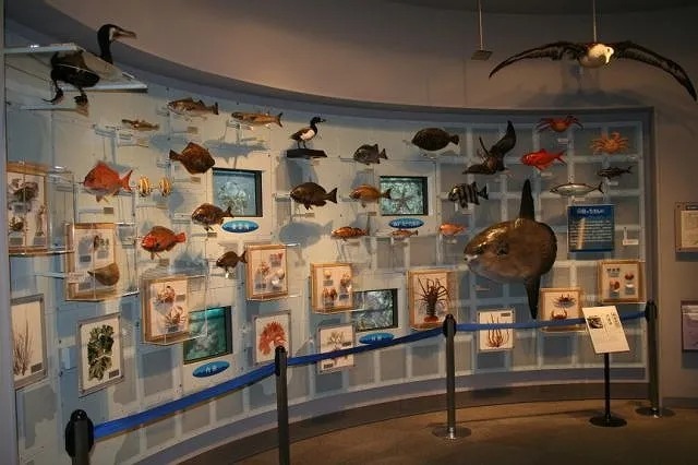 「千葉県立中央博物館分館 海の博物館」の様子