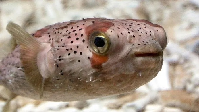 ハリセンボンは、その名の通り「針千本」あるの?