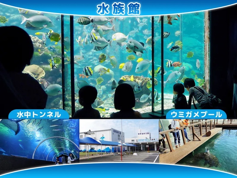 全長約24mの「水中トンネル」や、100kgを超えるウミガメが暮らす「ウミガメプール」もあります