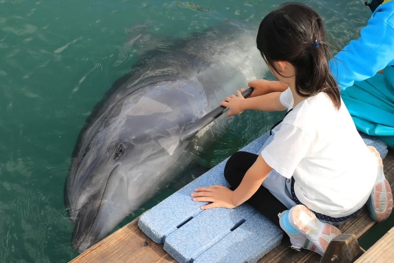 土日祝日花園庭の「イルカとハイタッチ」