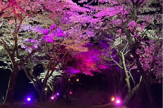 桜マルシェ / 明建神社桜ライトアップ