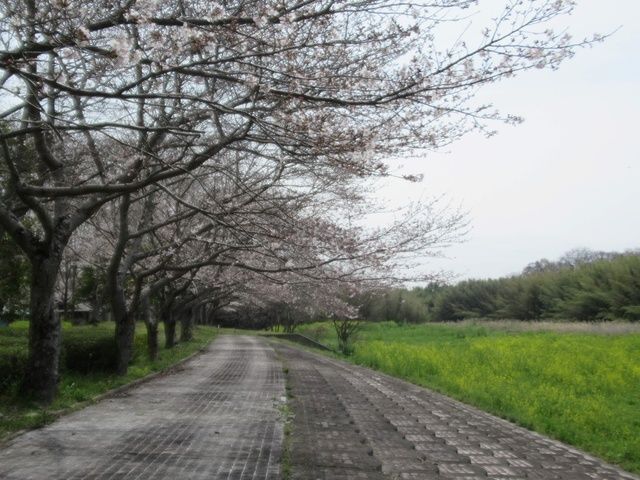 さくらまつり in 妹背の里