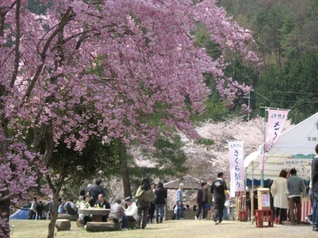 大野ダムさくら祭り│(一社)南丹市美山観光まちづくり協会