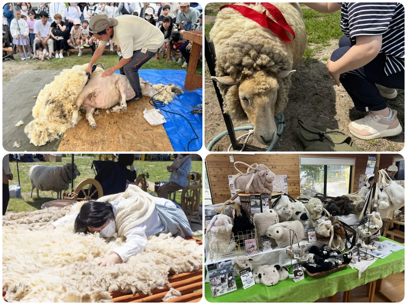 ひつじフェスタ