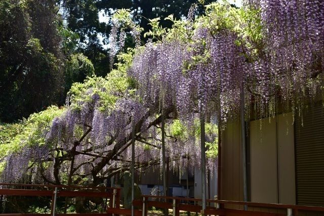 匝瑳市観光協会(匝瑳市観光協会)