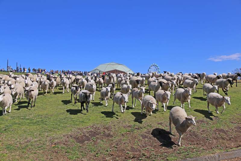 マザー牧場「ひつじの大放牧」