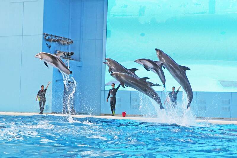 Animal Life Live!(マツケンSUNバージョン) ※画像はイメージです