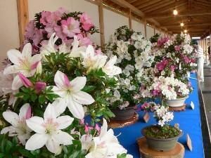 第55回 鹿沼さつき祭り