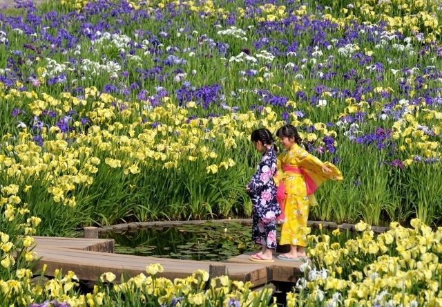 花しょうぶまつり(花しょうぶまつり実行委員会)