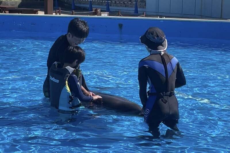 プールの中でイルカとふれあう様子