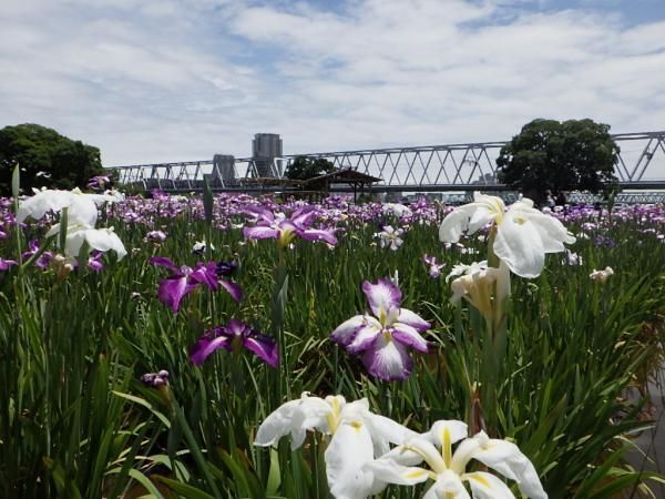 小岩菖蒲園まつり