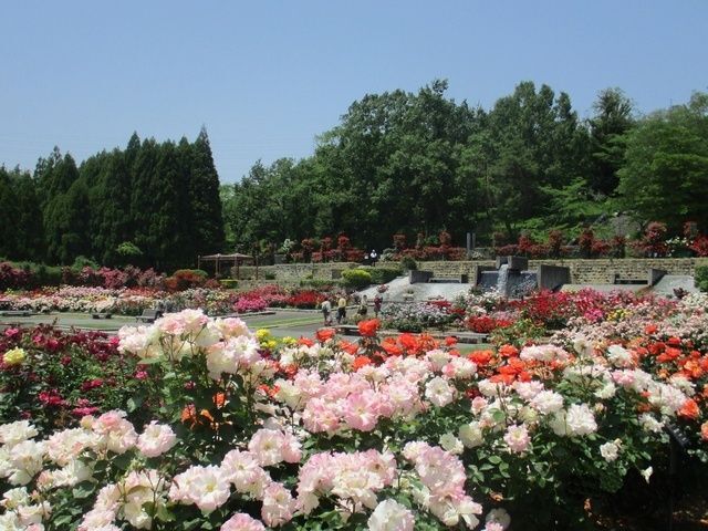 播磨中央公園 春のばらまつり