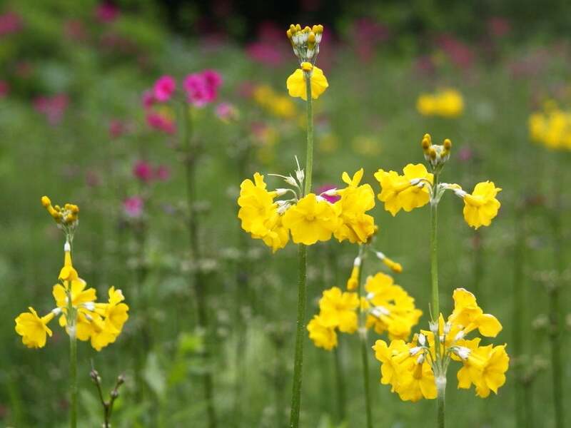 湯沢高原で咲く高山植物の一例 キバナクリンソウ