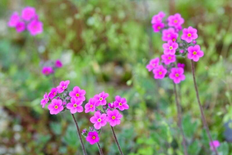 湯沢高原で咲く高山植物の一例 ツルハナガタ
