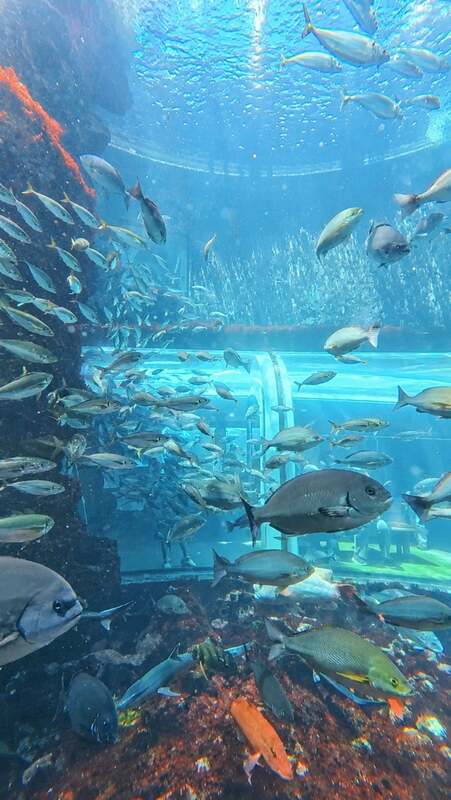 50種10,000点もの生物が飼育されている、下田海中水族館アクアドームペリー号の大水槽