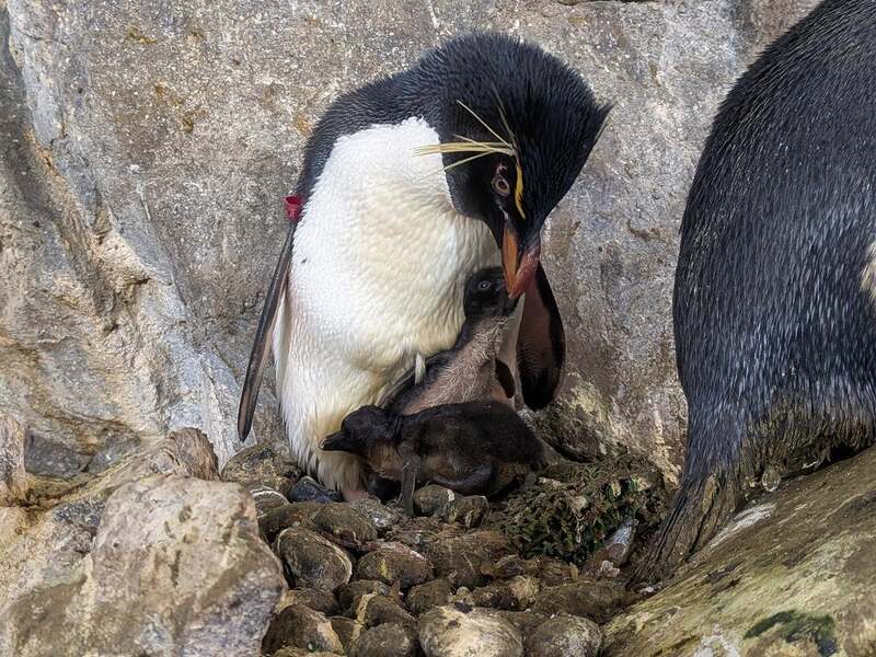 ミナミイワトビペンギンの親子の様子