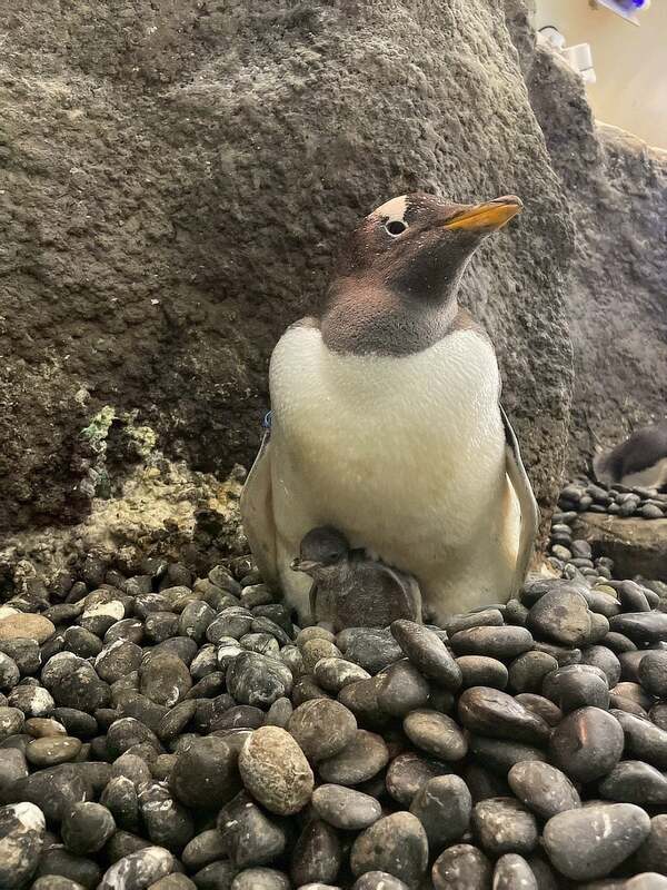 ジェンツーペンギンの親子の様子