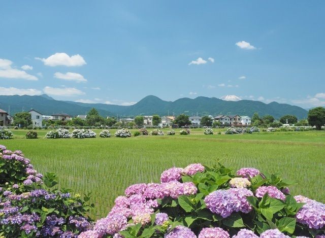 第39回 2026開成町あじさいまつり│(C)開成町