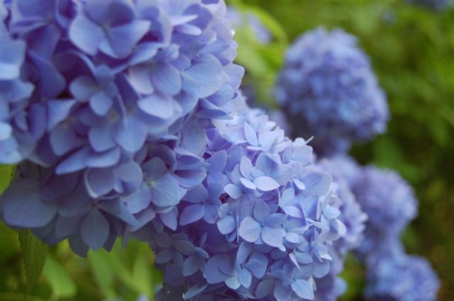 熊野那智大社 紫陽花祭