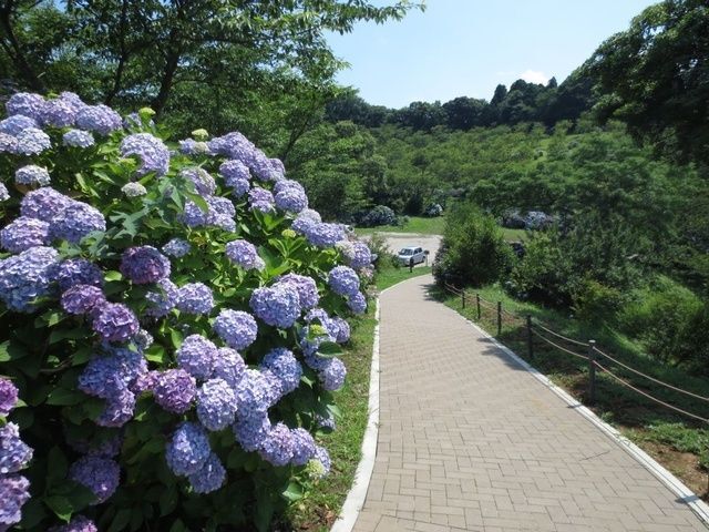 あじさい祭り(長南町)