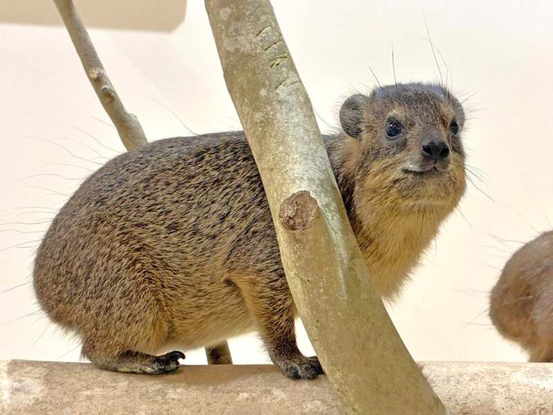 ネズミに似ていますがまったく別の種類です
