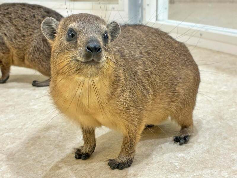 口角が上がったような口元が表情豊かにみえます