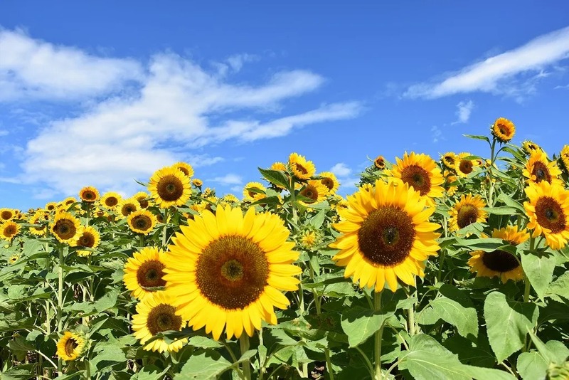 「あわじ花さじき」では7月下旬から「ひまわり」が見頃を迎えます
