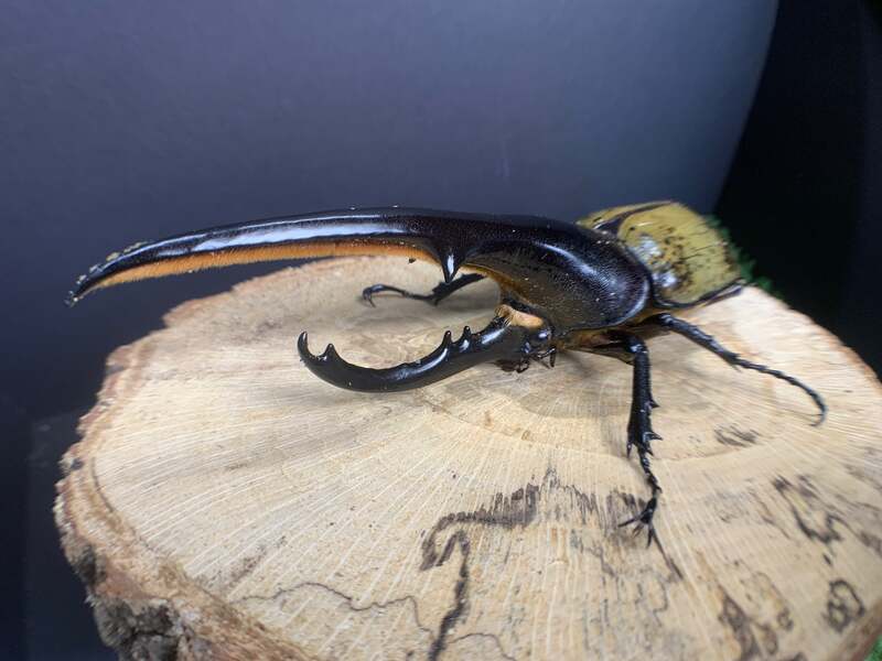 ヘラクレスオオカブトともふれあえます
