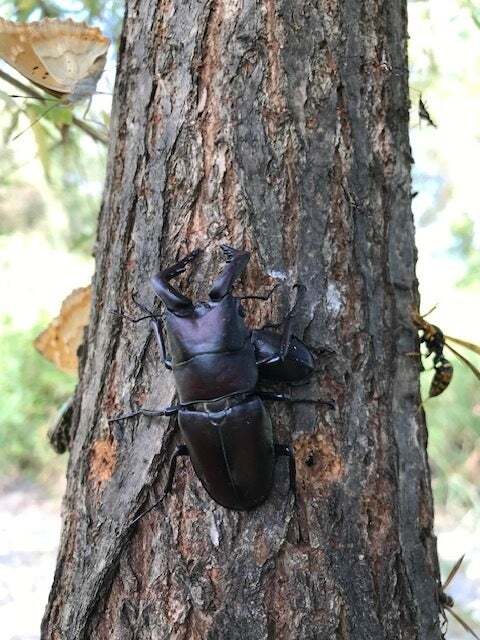 野外では樹木の見分け方や探し方のポイントをお教えします