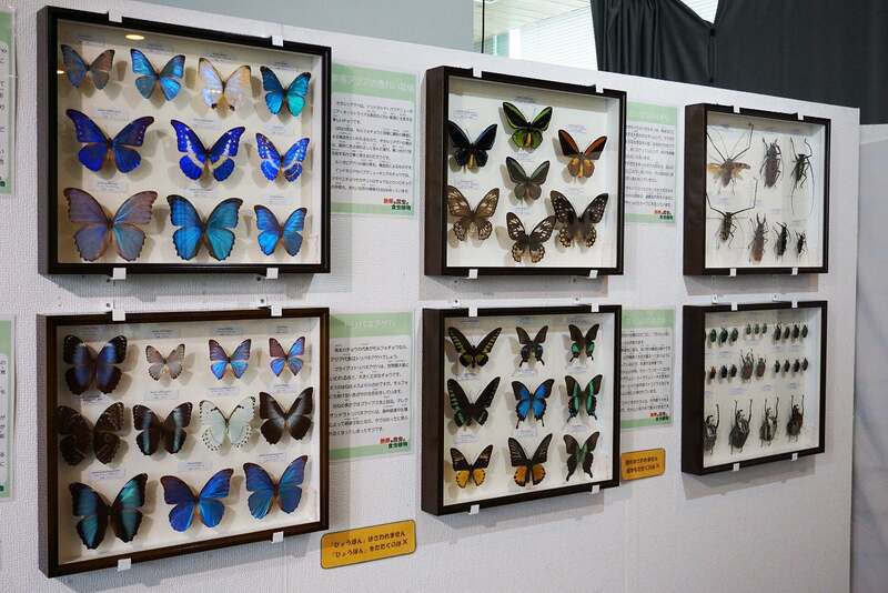 標本展示コーナー