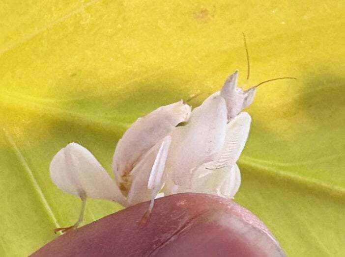 ハナカマキリ