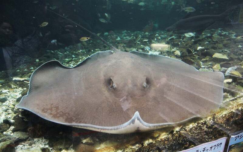 世界最大の淡水エイ「ヒマンチュラ・チャオプラヤ」を展示