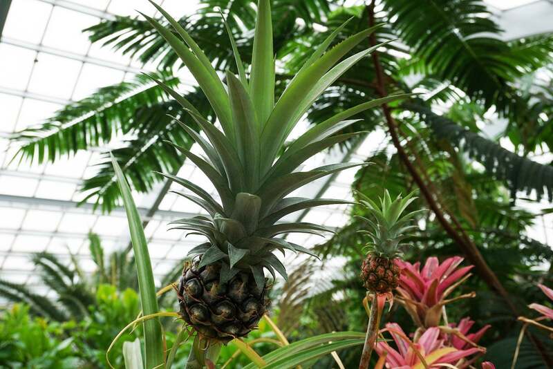 館内には約700種2000本の植物を展示しています!