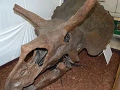 館内には「トリケラトプス」の本物の頭骨も展示されています