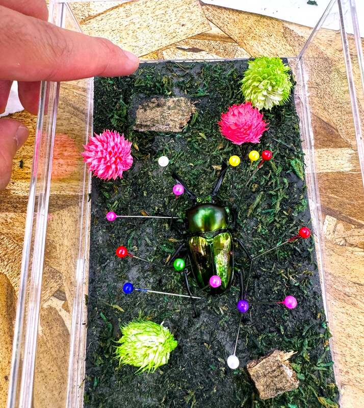 標本キットを使って、自分好みに作ることができます