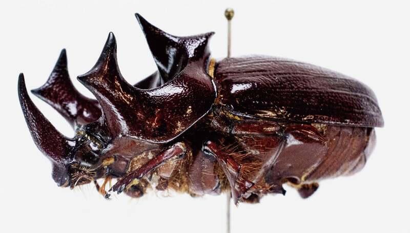 幻の六本角カブトムシ ディペリクス ゲリオン