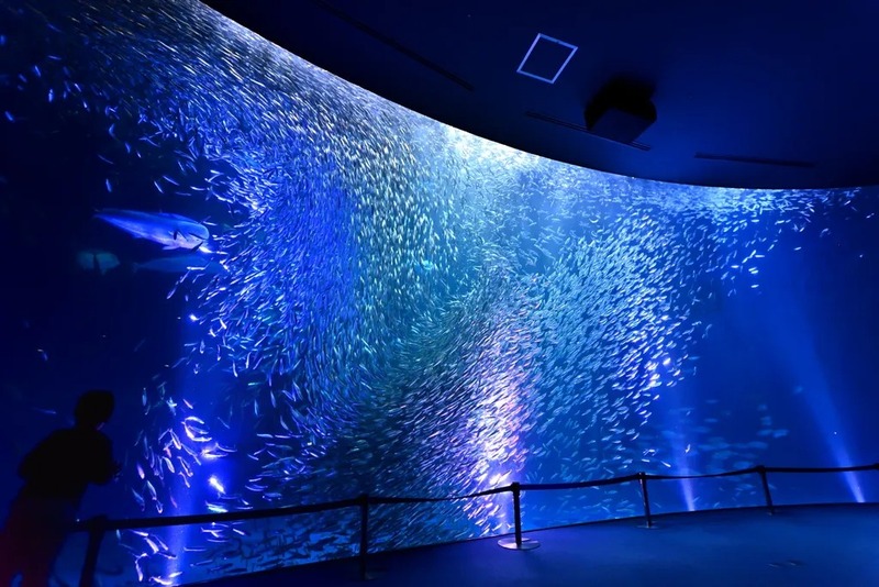 南館2階にある「日本の海」エリアでは、幻想的な「マイワシのトルネード」も!
