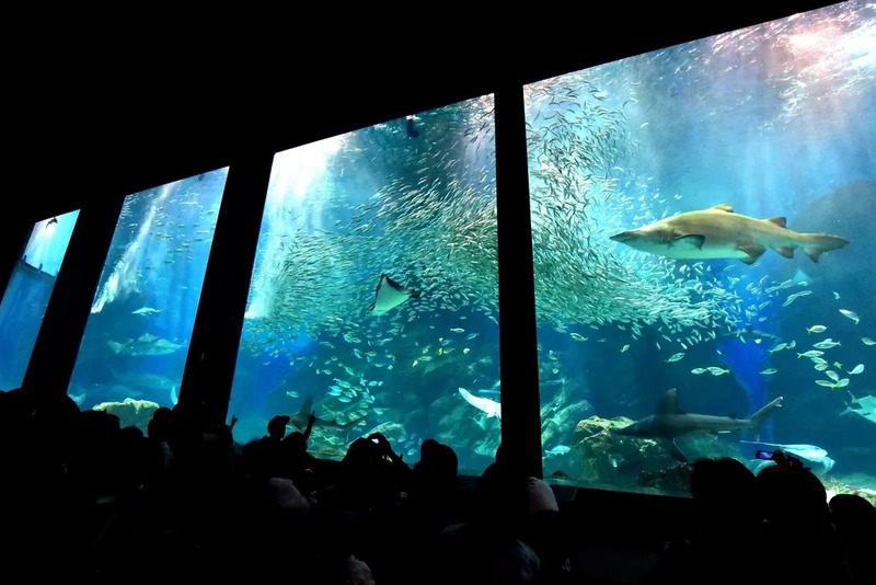 群れとスピードがテーマの「外洋大水槽」(日中の光景)