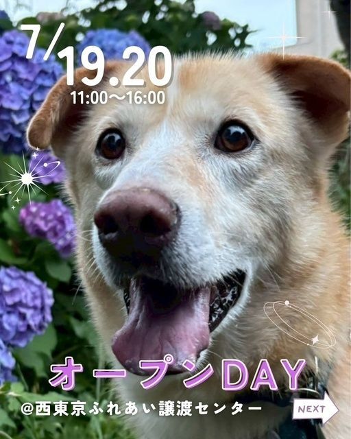 保護犬ふれあいオープンDAY(ピースワンコ・ジャパン西東京ふれあい譲渡センター)