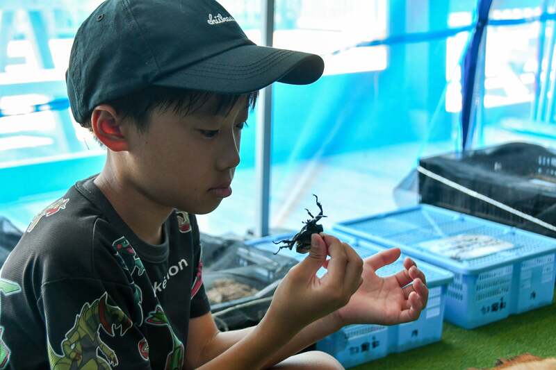 カブトムシに触れ合ってみよう!〜カブトムシハウス〜